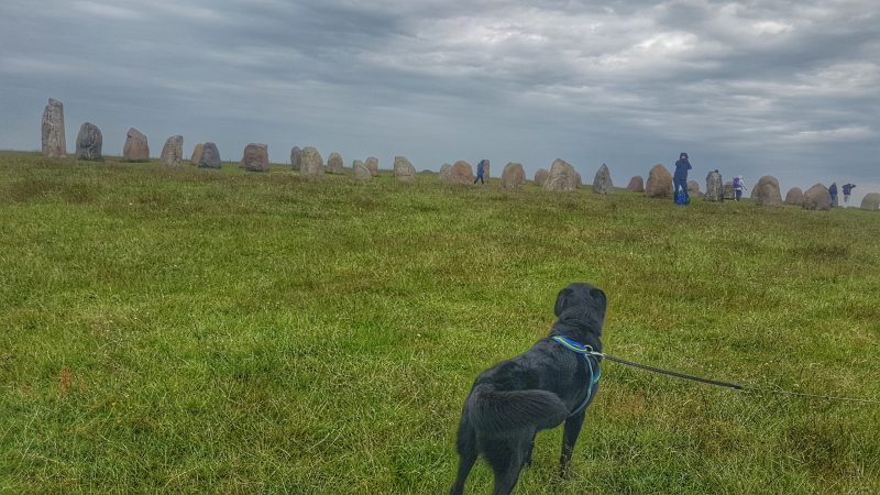 hund in schweden klippen