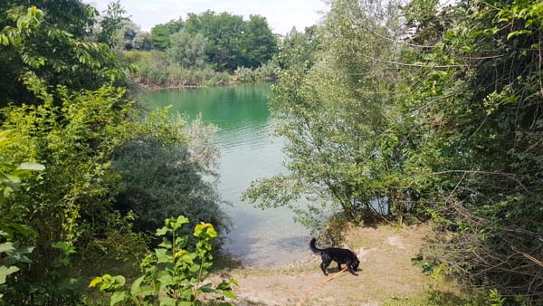 badeteich süßenbrunn mit hund