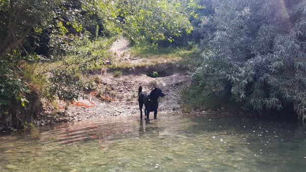 Süßenbrunner Badeteich Hundezone Wien22 Web (25 Von 59)