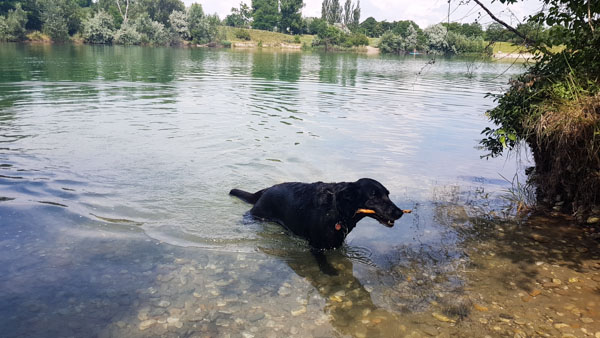 Süßenbrunner Badeteich Hundezone Wien22 Web (33 Von 59)