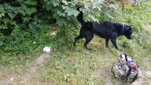 hund und dreck von menschen am badeteich süßenbrunn