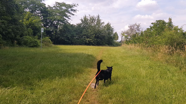 badeteich süßenbrunn laufender hund