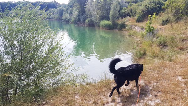 Süßenbrunner Badeteich Hundezone Wien22 Web (54 Von 59)