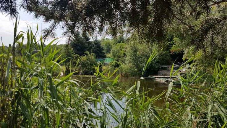 Einen Teich mieten Private "Teichzeit" im Weinviertel mit Hund