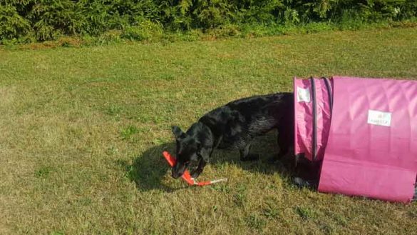 Einen Teich mieten Private "Teichzeit" im Weinviertel mit Hund