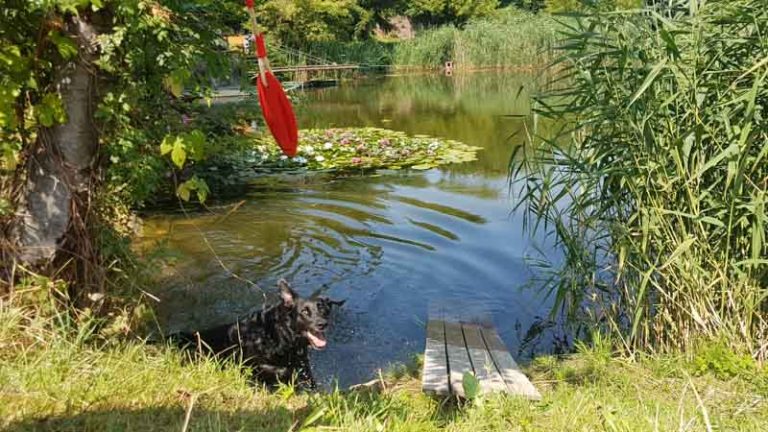 Einen Teich mieten Private "Teichzeit" im Weinviertel mit Hund