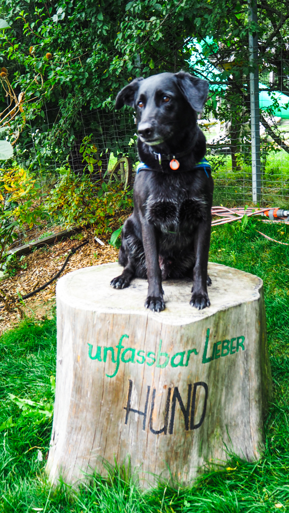 Bärenwald Arbesbach Waldviertel Mit Hund Ausflugsziel Web  40