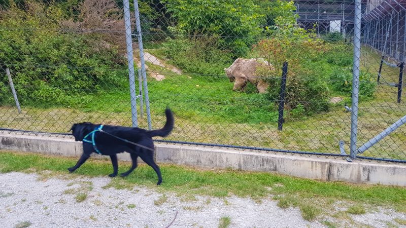 Mit Hund im bärenwald arbesbach