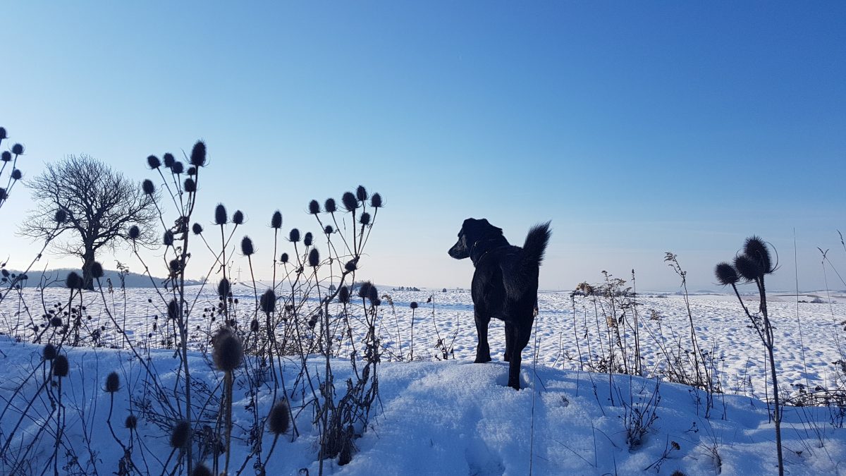 Hund Schnee weinviertel winter wanderung