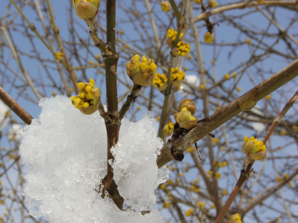 dirndblüte mit schnee2 Dirndblüte Mit Schnee2