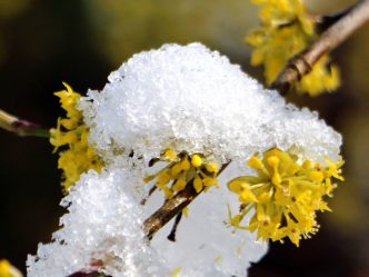 dirndblüte gelb mit schnee