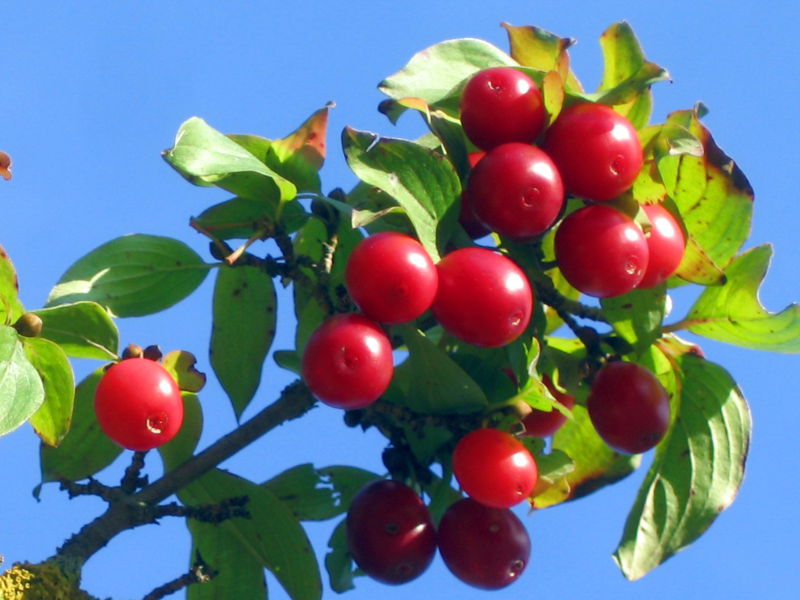 dirndl rote frucht