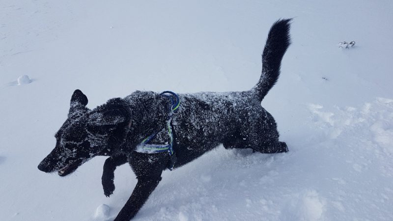 hund im schnee winterwanderung tauplitz