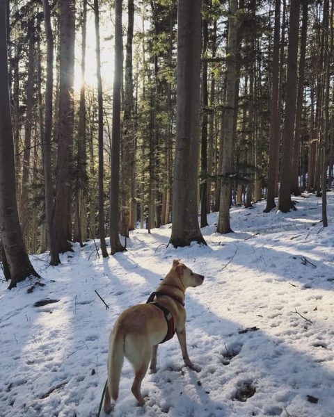 Hund am Steig