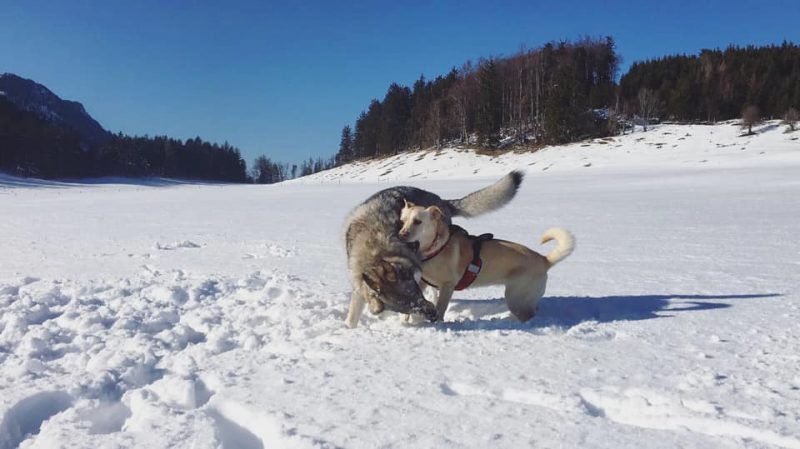 Hunde im Schnee Mamauwiese