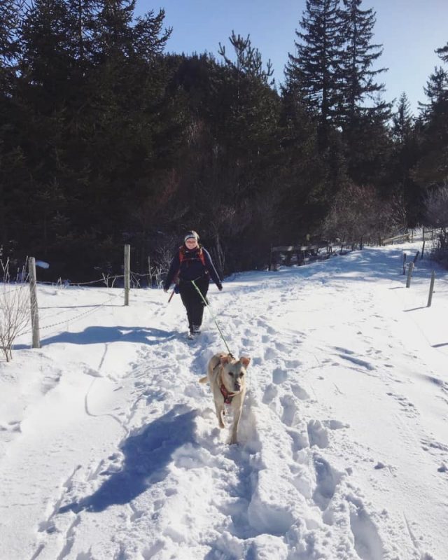 hund im schnee mamauwiese