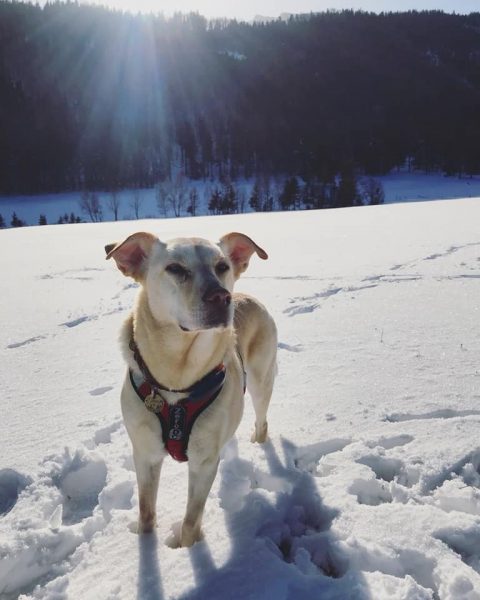 Hund sonne