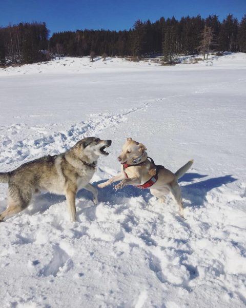 hunde im schnee mamauwiese