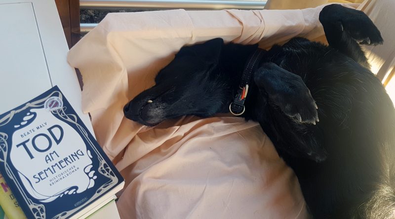 Hund auf Couch mit Buch