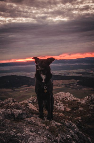 Hund Hohe Wand Sonnenaufgang