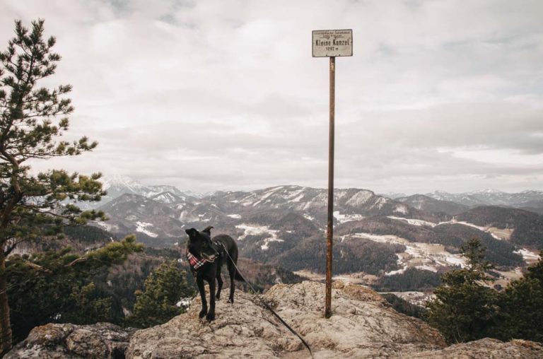 Hund Wanderung Hohe Wand