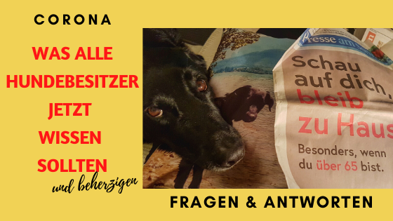 corona was hundebesitzer jetzt wissen sollten