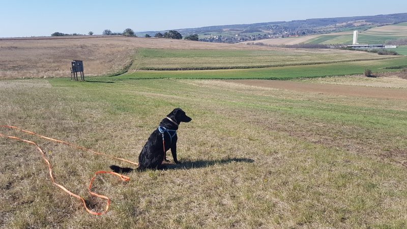 Hund am Feld