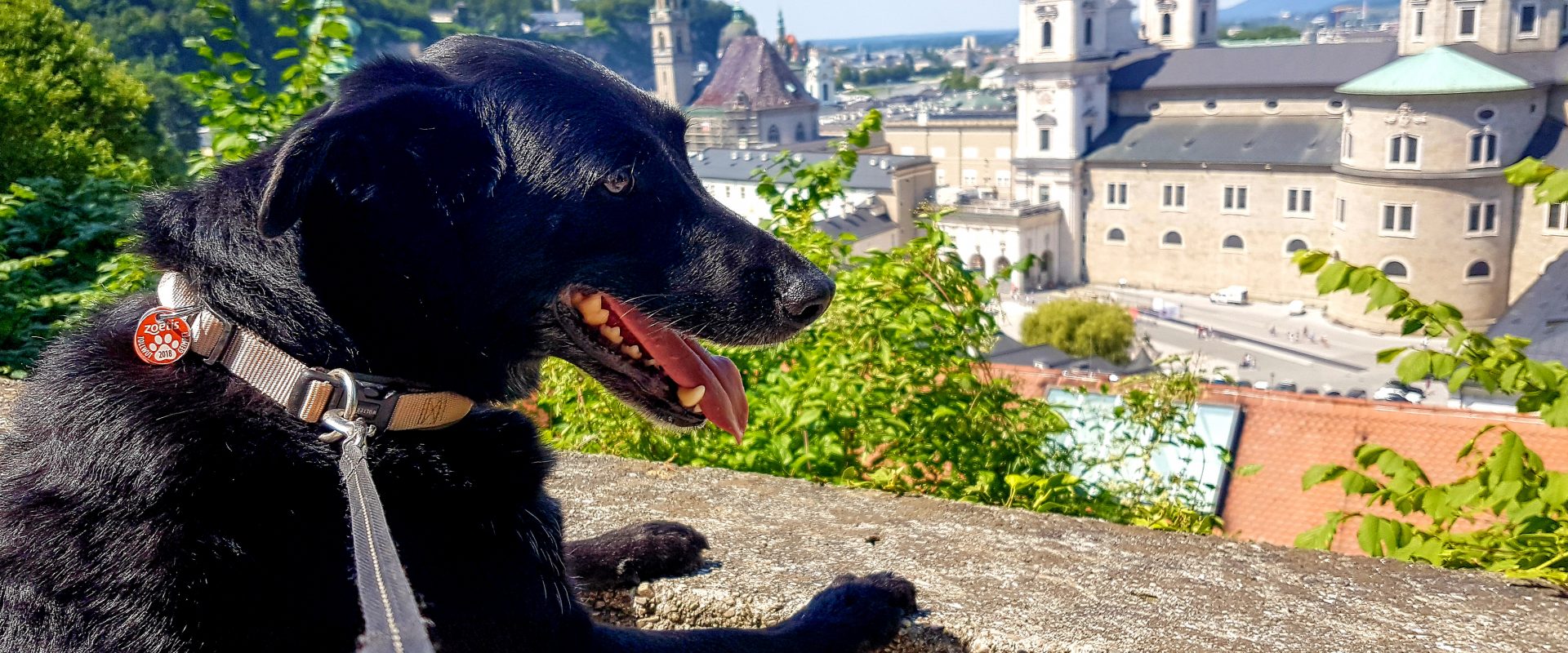 urlaub mit hund in salzburg
