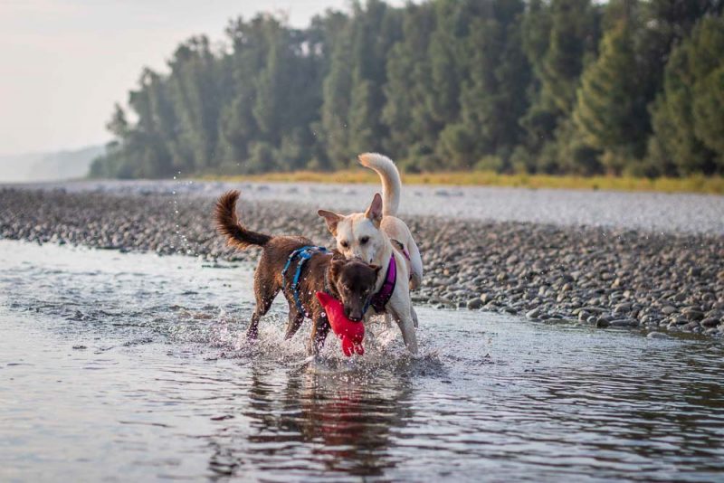 hunde donau fischamend