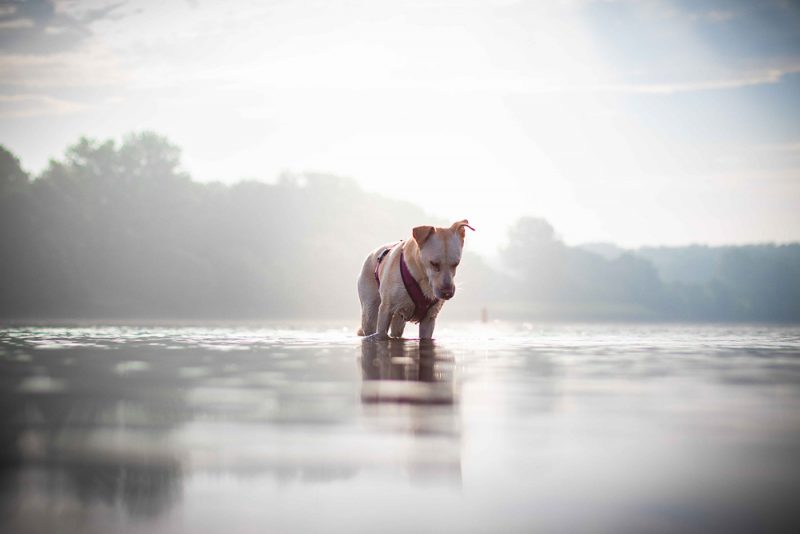 hund am wasser fischamend an der donau