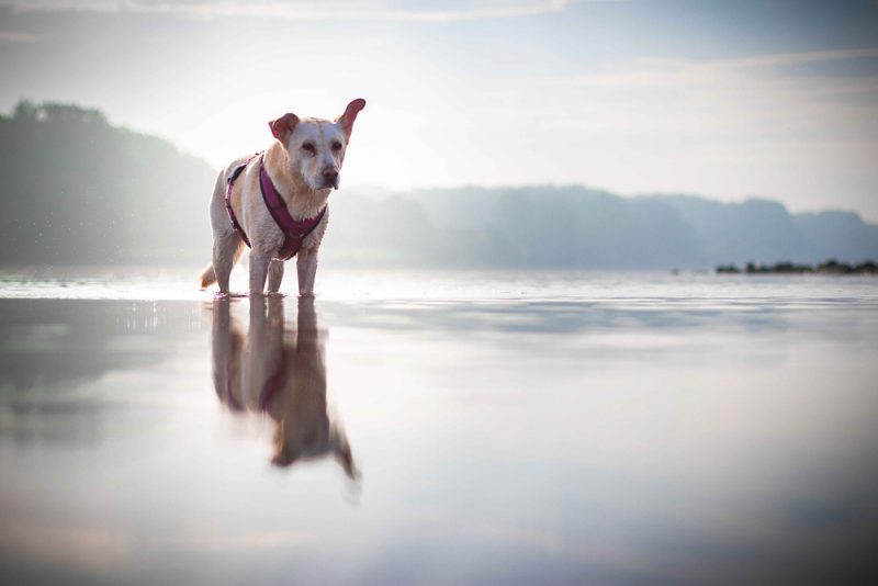 donaustrand fischamend mit hund