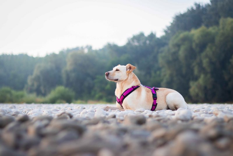 hund am strand donau