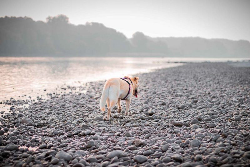 baden mit hund fischamend