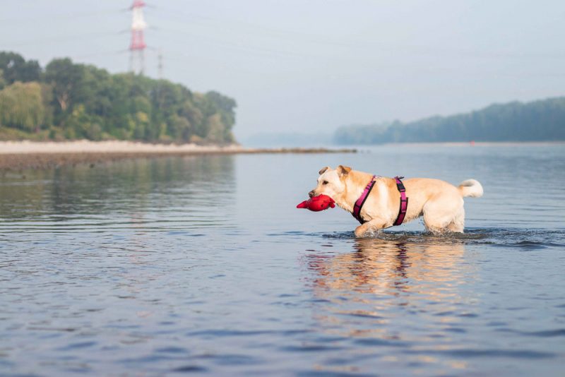 hund in der donau fischamend