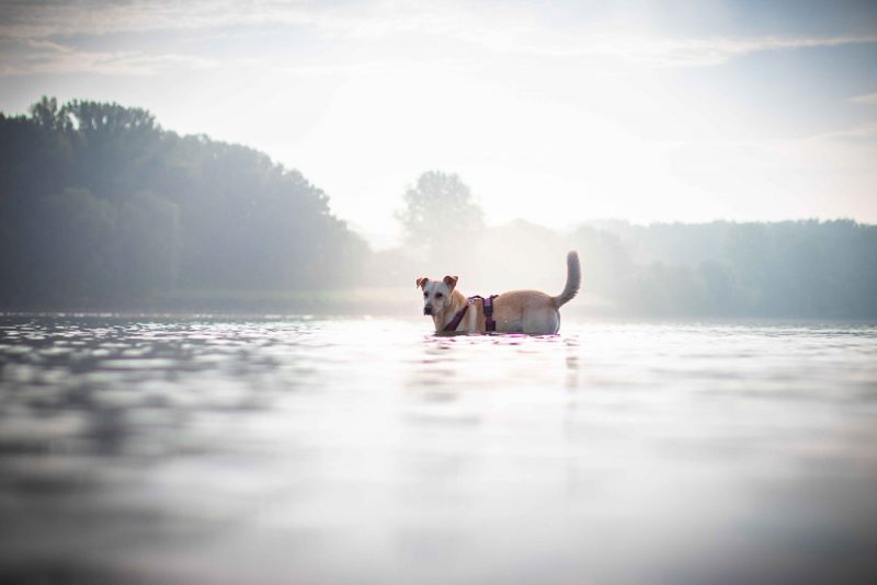 hund beim baden in fischamend