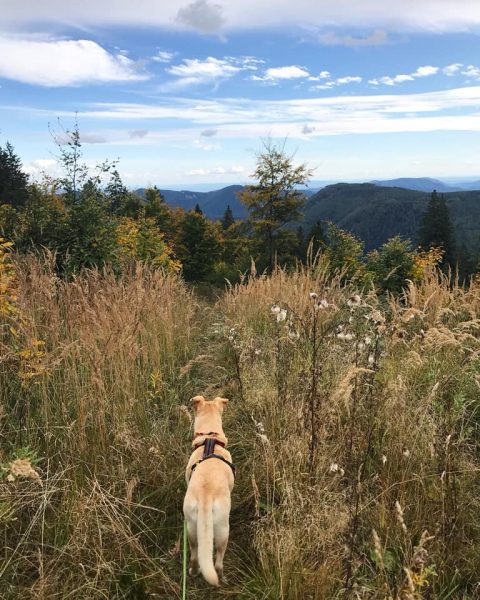 hund unterberg