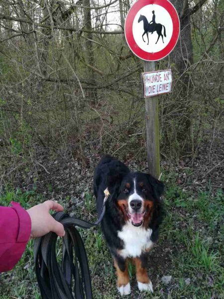 Hunde an die Leine Schild