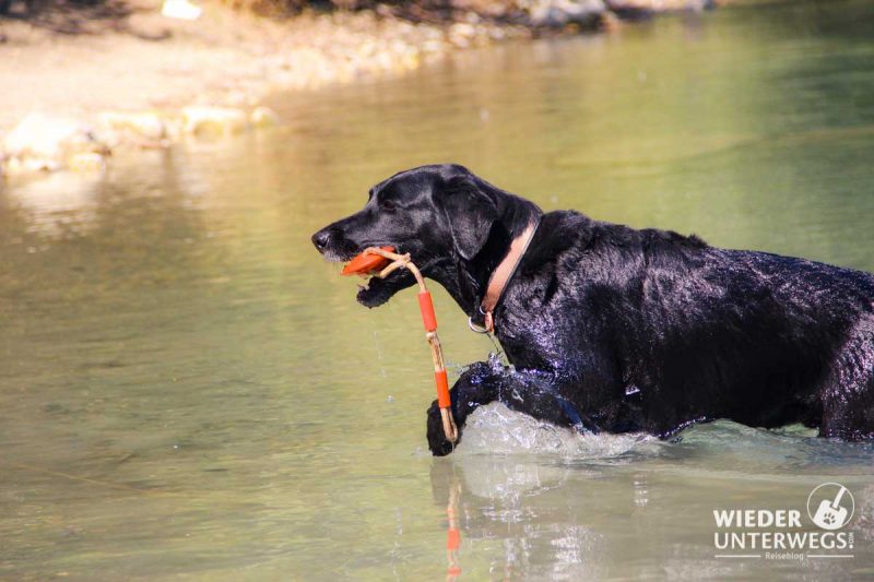 hund hirschstetten badeteich