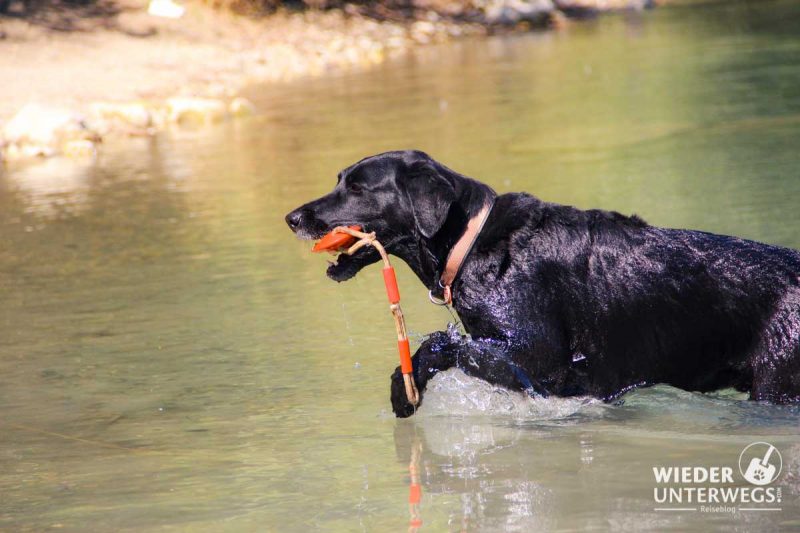 hund hirschstetten badeteich