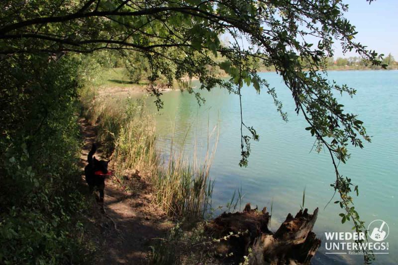 Badeteich HIrschstetten im Schatten Hund