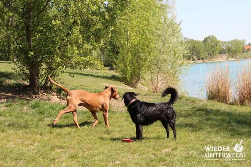 Hunde am Badeteich Hirschstetten