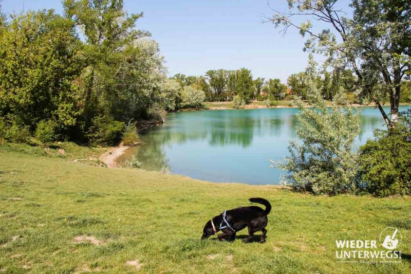 Hund am Badeteich Hirschstetten