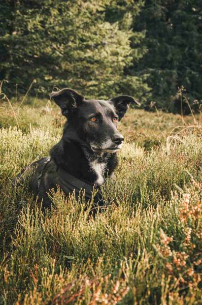 hund bei kampstein st. corona im gras