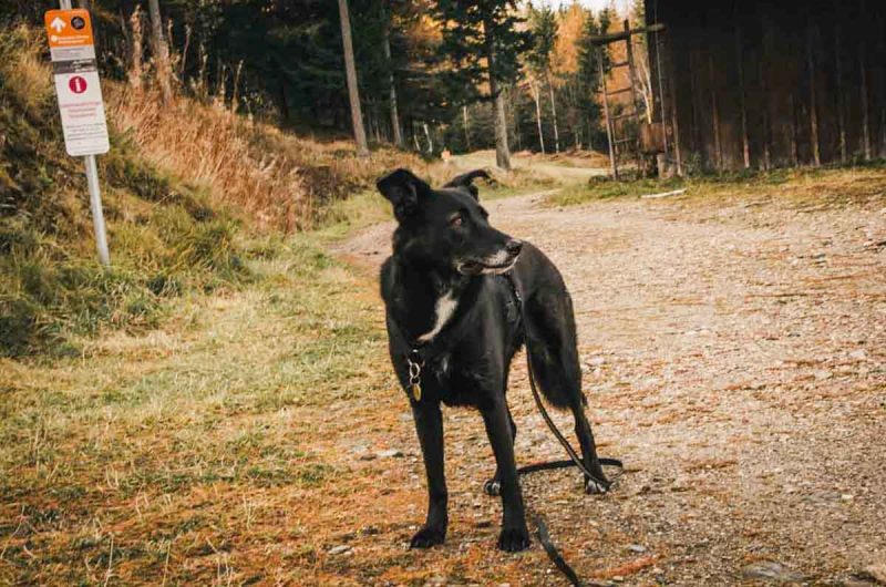 hund wanderung st. corona am wechsel im herbst