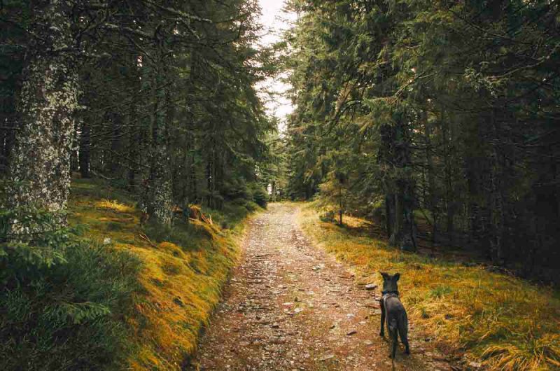 wanderung st. corona am wechsel erlebnisarena