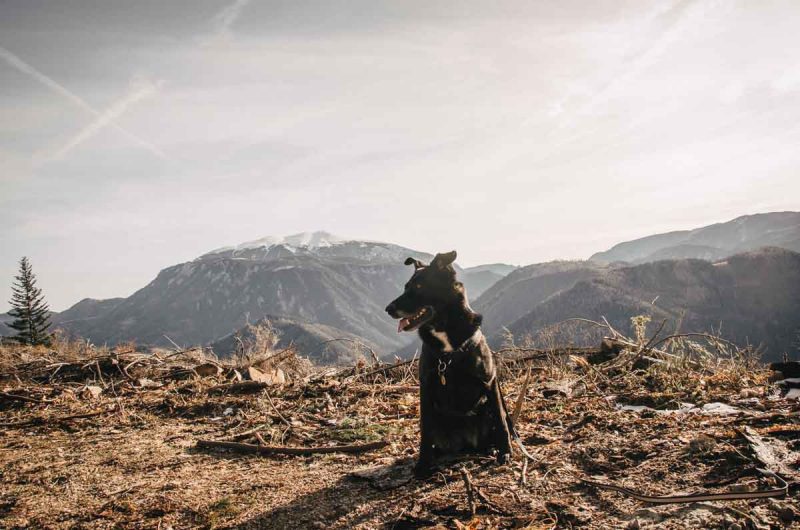 Hund Wanderung Obersberg