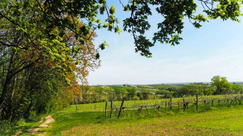 Weinviertel grün