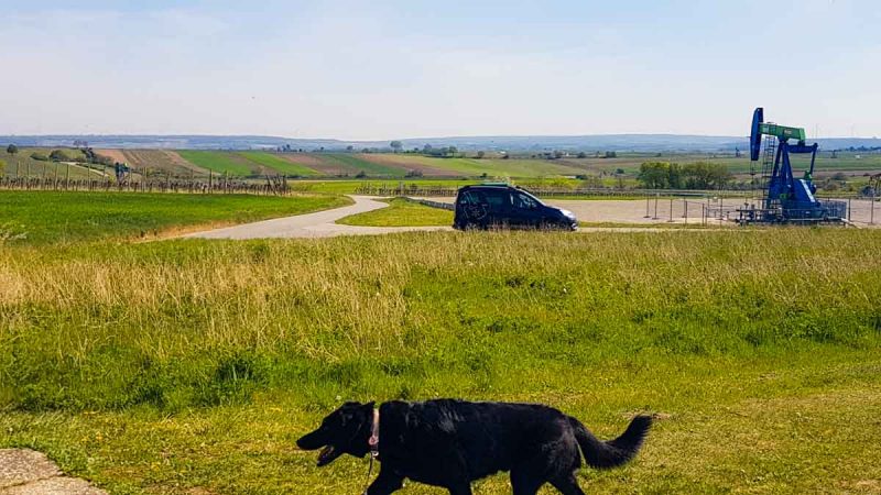 picknick i m weinvietel bei ölförderung