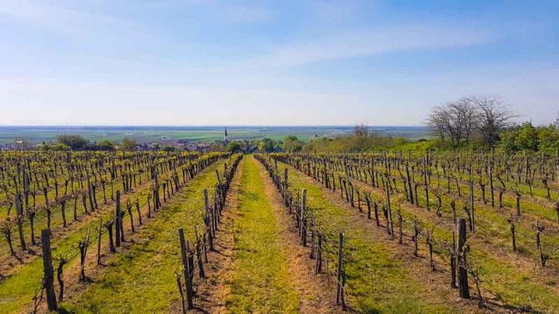 bockfliess picknick im weinviertel
