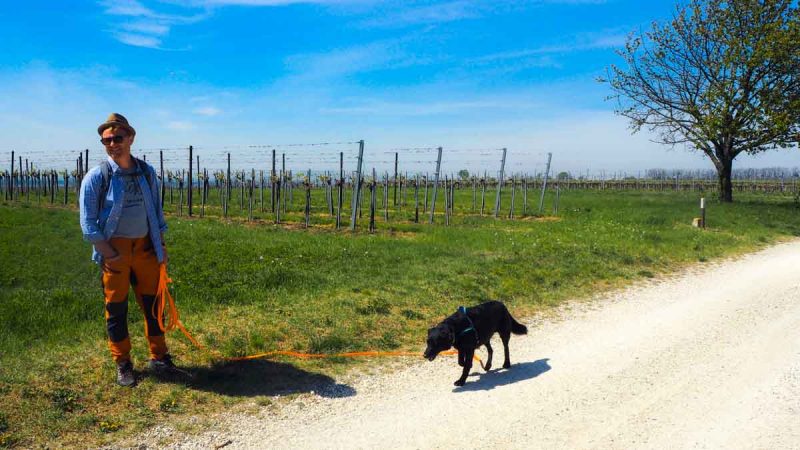 spazieren weinviertel mit hund